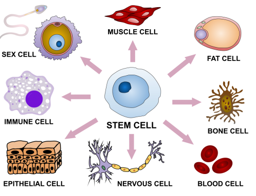 Stem Cell 101 – the Basics
