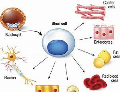Increase Stem Cells at Home